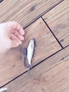 mullet, inland bays, delaware, sussex county, rehoboth bay