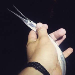 needle fish, rehoboht bay, striped bass bait, delaware, sussex county,indian river bay, assawoman bay, inland bays,delaware bay, indian river inlet