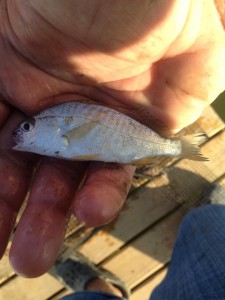 spot in delaware, indian rivr bay, flounder candy, baitfish, inland bays, sussex county