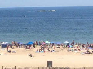 whale in ocean city MD, seeing whales form the beach, whales in delaware, sussex county, delmarva