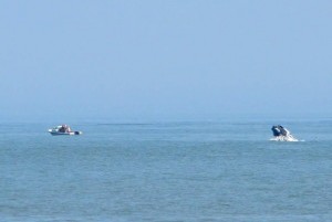 humpback whale, dewey beach, rehoboth beach, july 20th, whale watching in delaware, sussex county, lower slower, atlantic ocean, bunker pods, porpoises, dolphins, birds working water