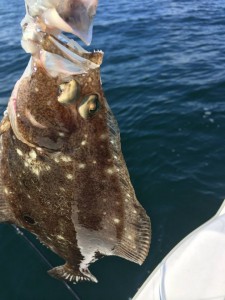 four spot flounder, fluke, not your summer flounder, delaware, sussex county, old grounds, delaware bay, atlantic ocean fish, flounder with four spots, protruding eyes,