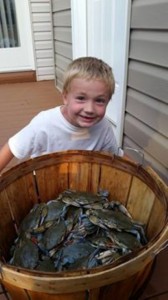 blue claw crabs, stemaed crabs, inland bays, crab traps, indian river bay, gull point, rosedale beach