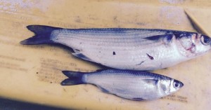 cob mullet, delaware, sussex county, delaware bay, atlanticbait fish, migratory nait fish, sea mullet, bluefish candy, estuary baitfish