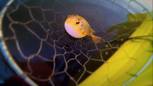 northern puffer, indian river bay, rehoboth bay, crabbing, trot line, atlantic ocean fish,