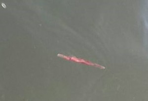 mystery fish, rehoboht bay, redfish with whiteish ends, squid, inoland bays, asssawoman bay, indian river bay, masseys landing
