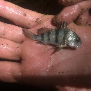 puppy drum, black drum, inland bays,bait fish, minnow trap, atlantic migratory fish