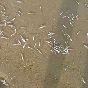 spearing, baitfish, atlantic fish, estuary minnows, bay anchovies, silversides, match the hatch