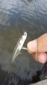 baitfish, spearing, cupola park, millsboro, delaware, sussex county