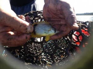 Spot Fin Butterfly Fish, gulf stream fish in Delaware, yellow fish with pointy nose and black spot, atlantic tropical fish, aquarium fish