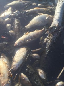 prime hook wildlife refuge, fish kill, foords landing, delaware, sussex county, broadkill beach, beach shell pond, prime hook creek, waples pond, mullet, trout, weakfish, gizzard shad, carp