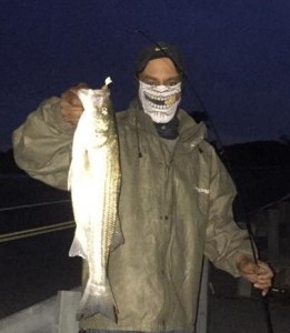 striped bass, augutine beach, delaware, kent county, delaware river, rockfish, linesider, atlantic migratory fish, white fish with black stripes
