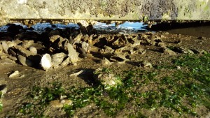 oysters, mussels, lewes, delaware, sussex county