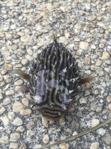 burrfish, puffer fish, atlantic fish, gulf stream, saltwater tropical aquarium fish
