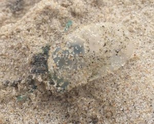 delaware, sussex county, man o war, sail jellies