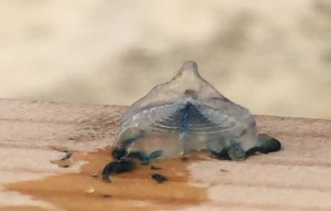 sailor jelly, velella, sea raft, by-the-wind sailor, purple sail, little sail, delaware, sussex county, beaches, fenwick island state park