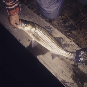 striped bass, rockfish, linesider, rehoboth canals, lewes canal, swim shads, storm lures, atlantic migratory fish, resident bass, delaware, sussex county