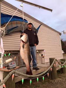 striped bass, rockfish, fall migration