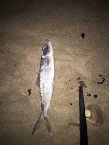 bonefish, newjersey, florida flats fish, fly fishing