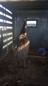 Emu captured is now in the horse trailer. ... photo from Richard Haas