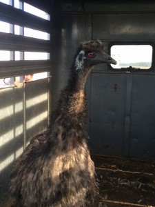 delaware escaped emu, kent county