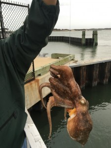 ocmd, octopus, coast guard station, maryland