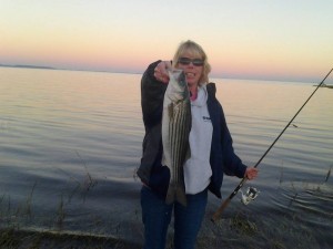 striped bass, delaware, inland bays, sussex county,