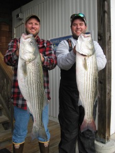 striped bass, overfalls, the eights, rockfish, lewes harbor marina, delaware, sussex county