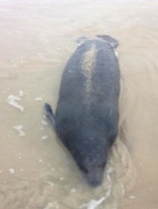 manatee, assateague island, DNR, maryland, department of natural resources
