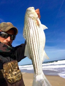 rockfish, linesider, striped bass,delawarfe, sussex county, fenwick island state park,