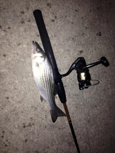 masseys landing, striped bass, rockfish, linesiders, inland bays, rehoboth bays, assawoman, indian river bay, cupola park, bunker