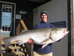 fall migration, striped bass, rockfish,linesider, overfalls, delaware bay, sussex county