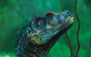 Velociraptor for sale locally