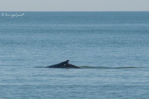 whale, OCMD, delaware, sussex county