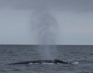 jet skibrian, maryland, virginia, jet ski fishing adventures, chesapeake bay, cape charles, humpback whale