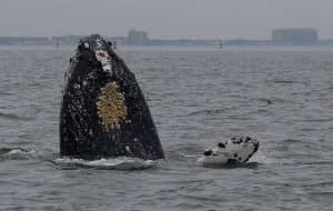 humpback whale, jet ski Brian, chesapeake bay, maryland, east coast whales,