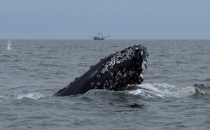 virginia,humpback whale, cape charles, maryland, jet ski brian