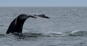 humpbackwhale, bunker feeding, maryland, chesapeake bay, cape charles, vieginia