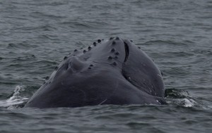 chesapeake bay, cape charles, humpback whale, eastcoast migratory whales, maryland