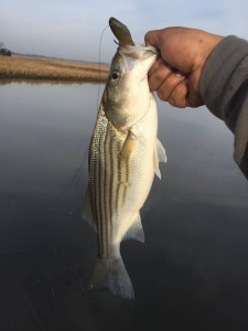 rockfish, frederica bridge, tidal creeks, striped bass, linesiders, delaware, sussex county, kent county, jiggin for bass