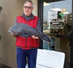 jersey black sea bass record