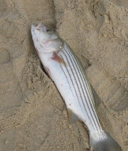 striped bass in delaware surf, sussex county, rockfish
