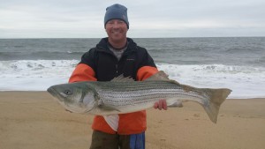 striped bass, rockfish, linesiders, cape henlopenstate park, fresh bunker, delaware, sussex county