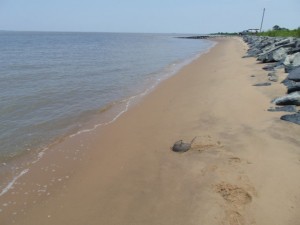 delaware bay beaches, woodland beach, smyrna, kent county