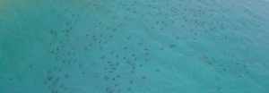 Blacktip shark migration off Palm Beach in Florida