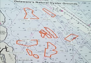 delaware oyster beds, quotas
