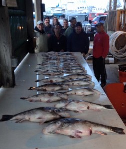 tautog,tog,blackfish, whitechins, delaware, sussex county