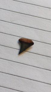 shark tooth, delaware, sussex county, rehoboth beach, rare find