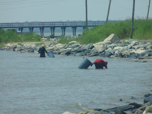 harvesting horseshoe crabs, delaware bay, port mahon, leipsic, little creek, fishing pier