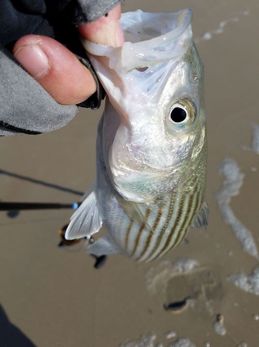 short striped bass, surf fishing,delaware, sussex county, 3rs, southside, rockfish, surf rats
